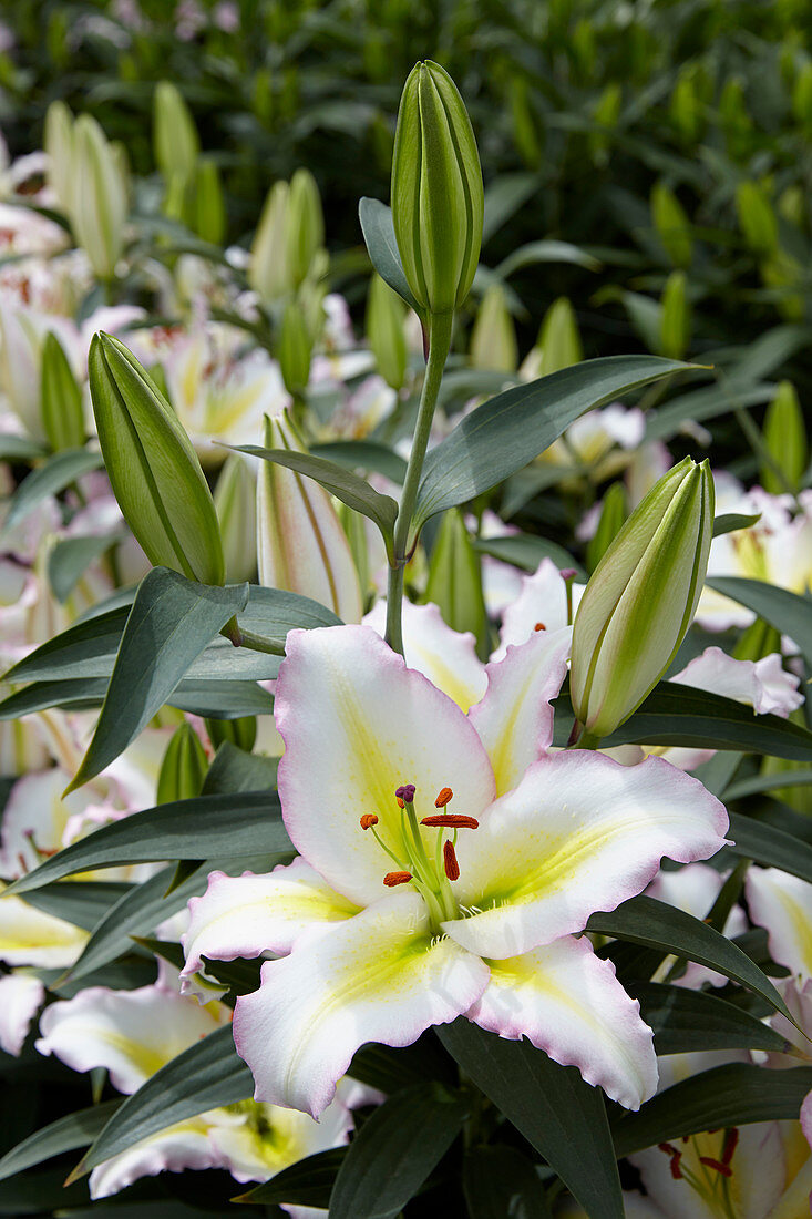 Lilium Oriental 'Primrose Hill'